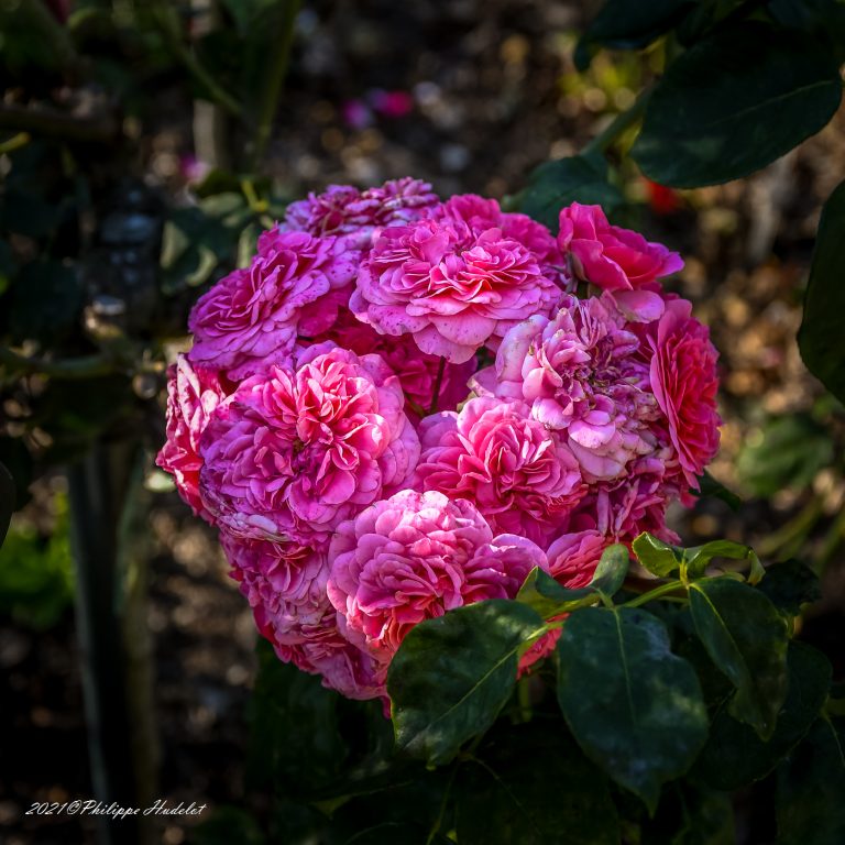 Parc-thabor-Rose-09-2020-36