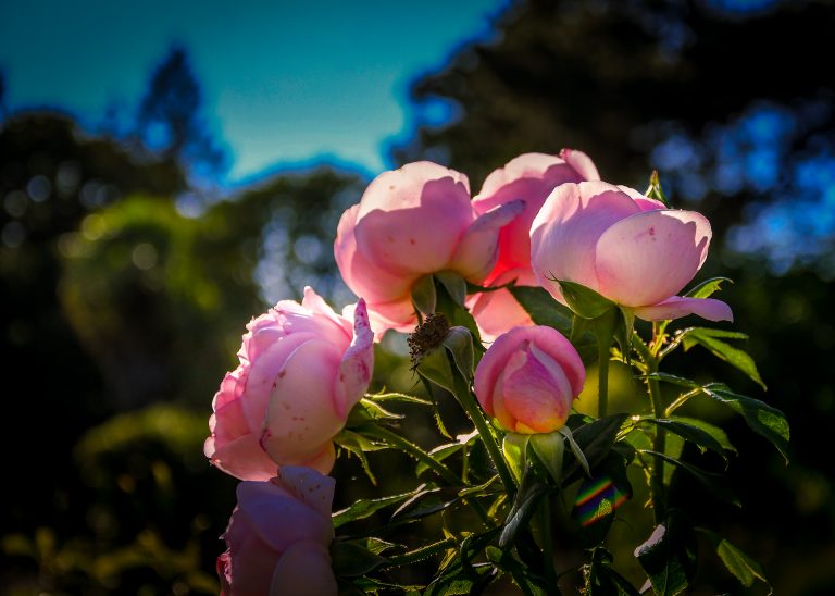 Parc-thabor-Rose-09-2020-16