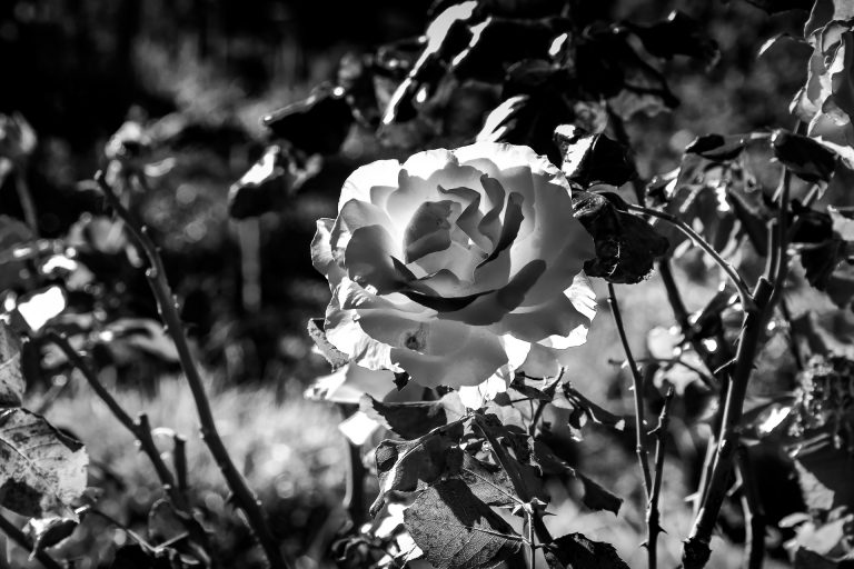 Roses - Parc du Thabor à Rennes. - Hudelot Philippe - Photographe