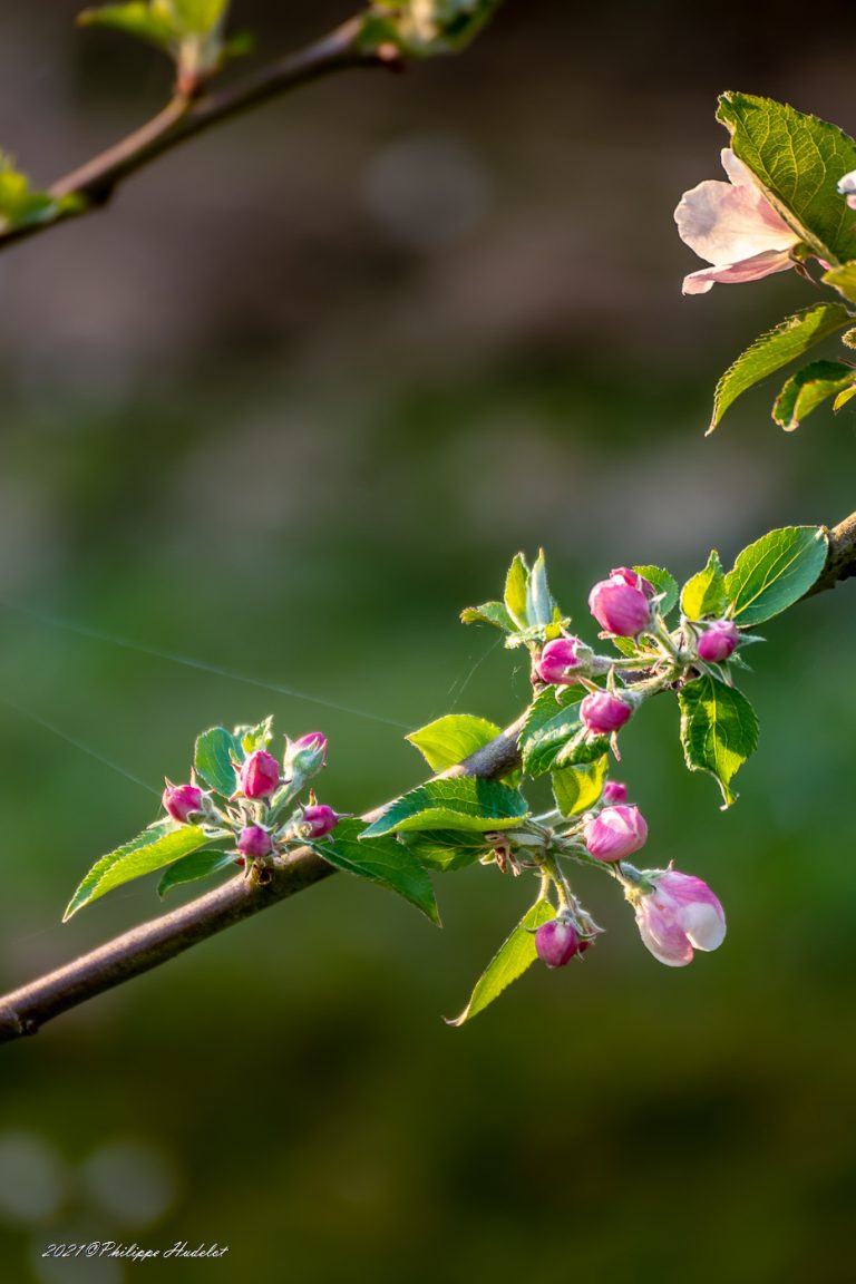 Photos détaillées des fleurs de pommiers