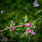 Photos détaillées des fleurs de pommiers