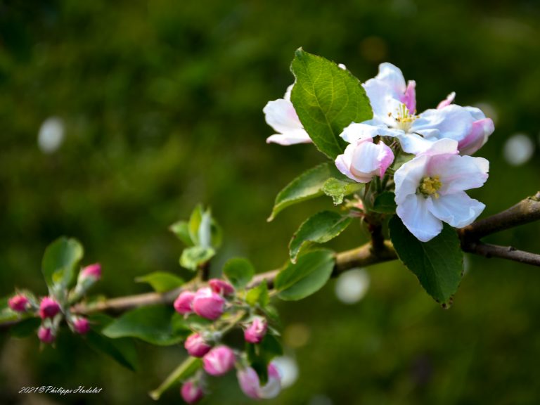 Photos détaillées des fleurs de pommiers