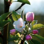 Photos détaillées des fleurs de pommiers