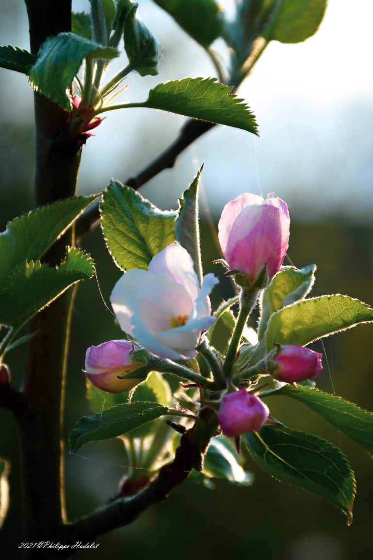 Photos détaillées des fleurs de pommiers