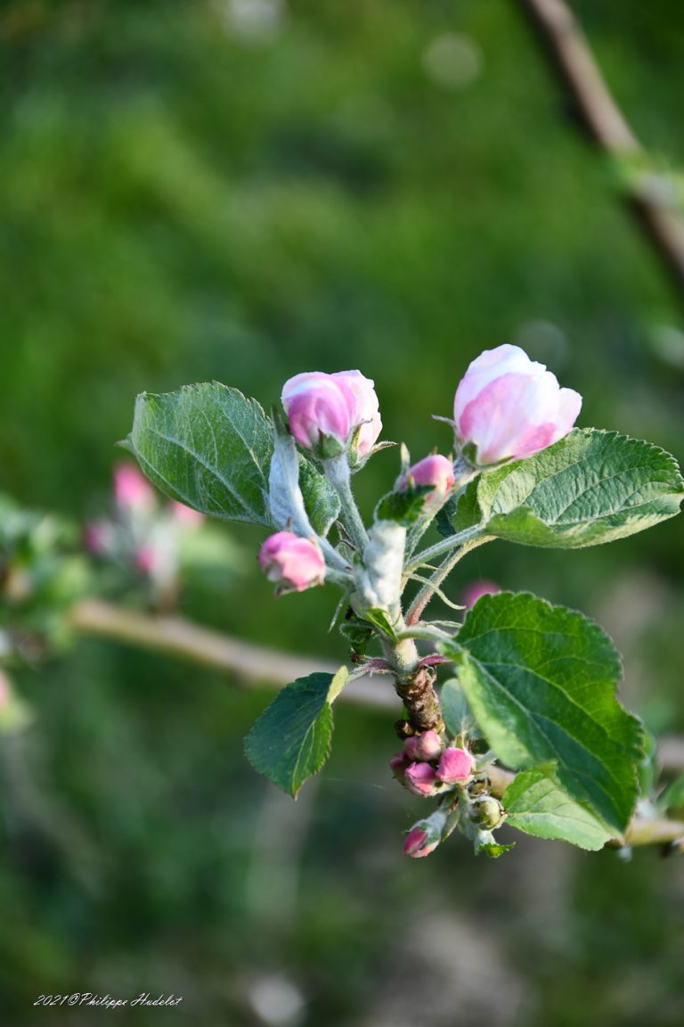 Fleur de pommier en rapprochées