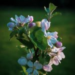 Fleur de pommier en rapprochées