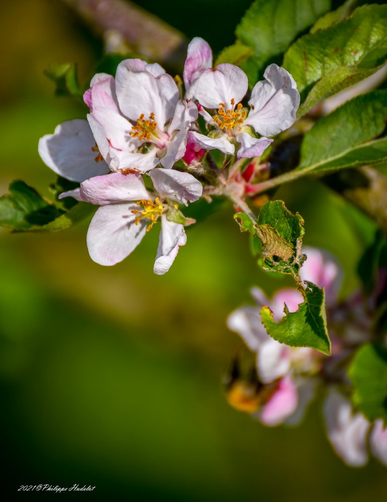 Fleur de pommier en rapprochées